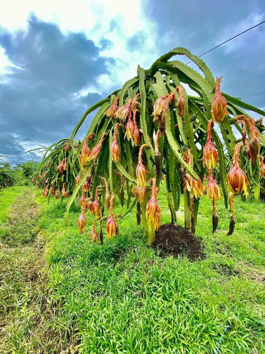 Planta de pitahaya en flor en finca de Ecuador