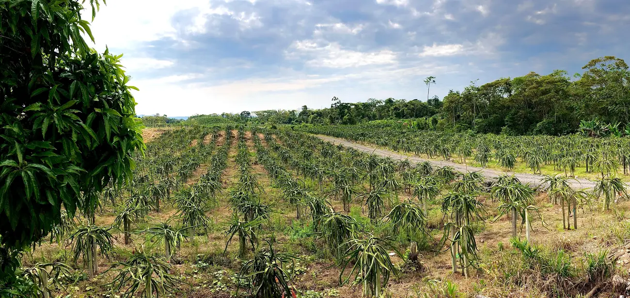 Vista panorámica de plantación de pitahaya