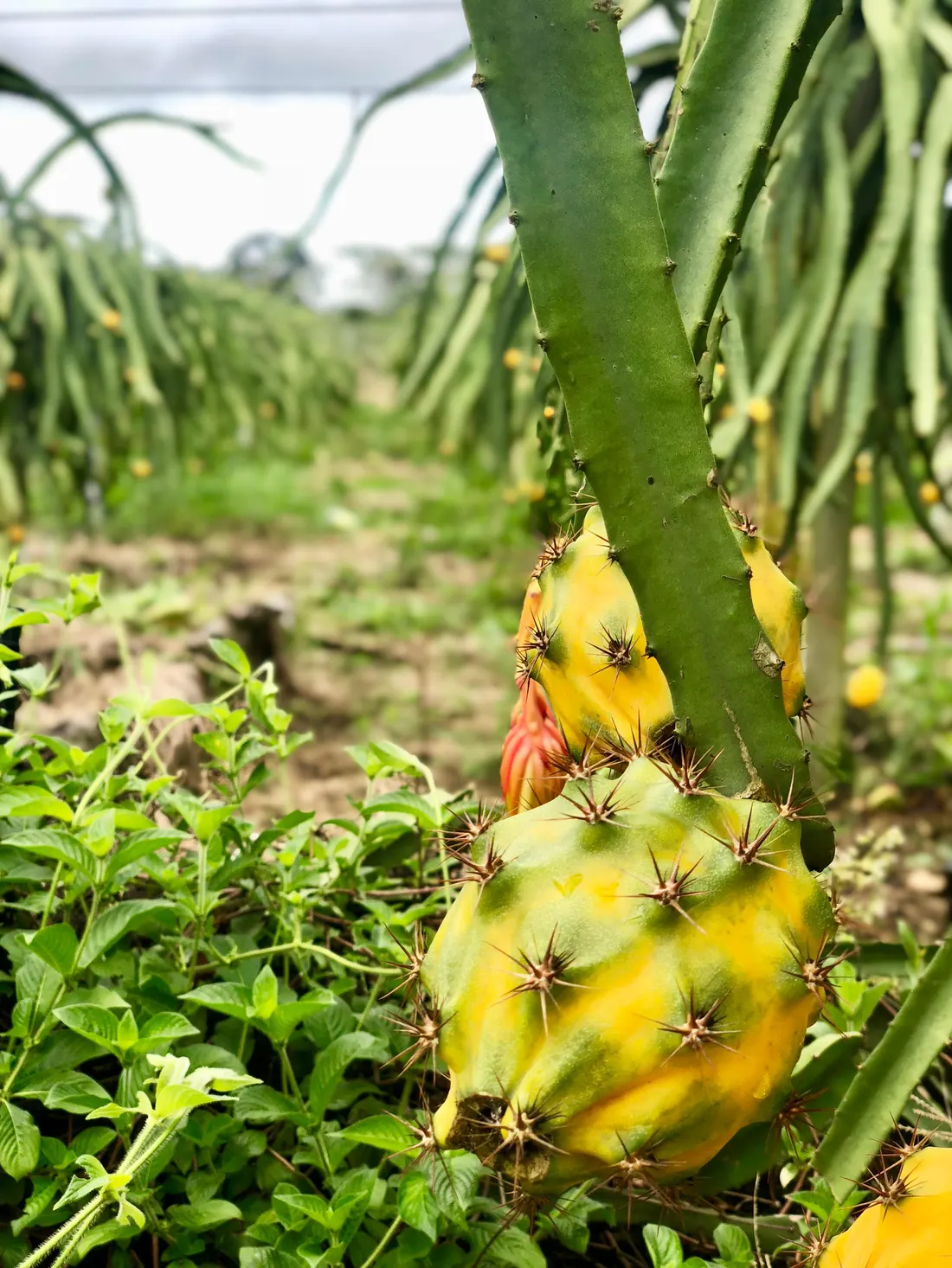 Pitahaya amarilla madurando en la planta
